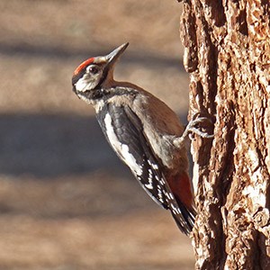 Tenerife Great Spotted Woodpecker - Dendrocopos major canariensis © John Muddeman